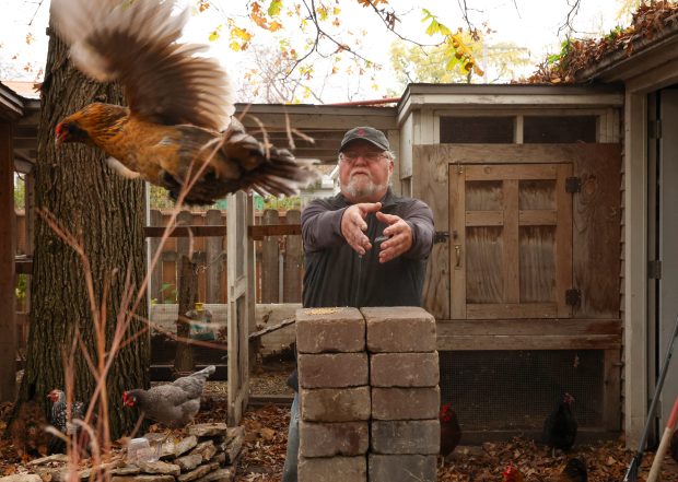 Tim Norris tries to catch a chicken named Chipmonk in his backyard on Nov. 15, 2024, in Chicago. Norris currently has 16 chickens. (Stacey Wescott/Chicago Tribune)