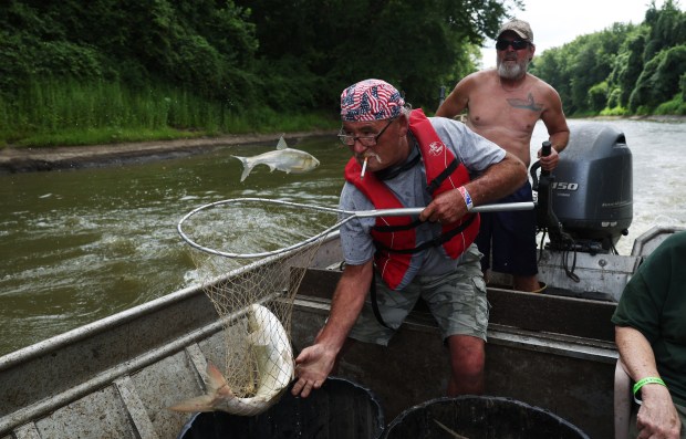 Marty Tisdale nets a carp on the Illinois River during the Original Redneck Fishing Tournament on Aug. 4, 2023, near Bath, Illinois. The annual tournament helps remove the carp from the waterway while raising funds for veterans. (John J. Kim/Chicago Tribune)