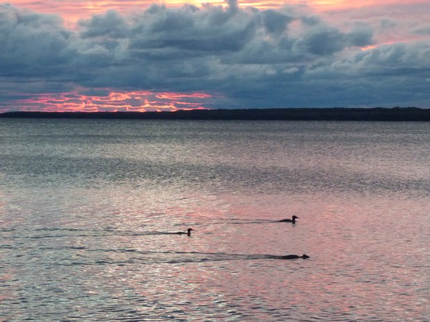 Ducks on the water near Beaver Island in Lake Michigan, a popular spot for bird watching, on Oct. 3, 2015. (Terri Colby/for the Chicago Tribune)