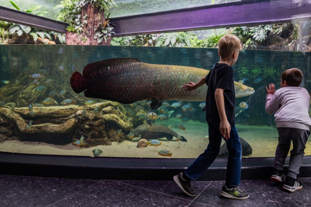 Children look at the updated arapaima habitat, triple the water volume than before, in the Amazon Rising exhibit at the Shedd Aquarium on Dec. 6, 2024. (Tess Crowley/Chicago Tribune)