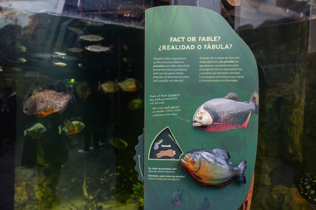 Tactile models are new in the Amazon Rising exhibit at the Shedd Aquarium on Dec. 6, 2024. (Tess Crowley/Chicago Tribune)