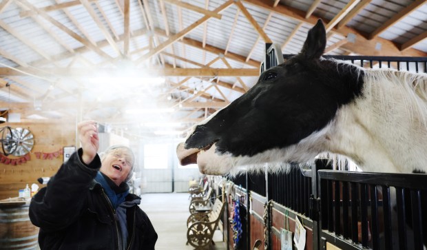 Alison May feeds Stitch peppermint treats in the freezing morning air at SOUL Harbour Ranch Animal Therapy Program on Monday, Jan. 14, 2024, in Barrington. The non-profit organization uses several types of animals including miniature horses, miniature pigs, rabbits, cats, and donkeys, for healing and creating a bond between animals and humans. All of the women working there this morning are volunteers who spent time feeding and cleaning the stalls. (Stacey Wescott/Chicago Tribune)