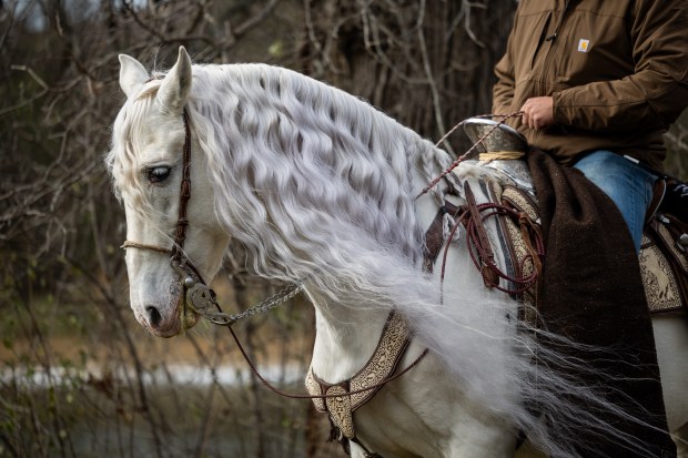 Riders from Club Los Vaqueros Unidos begin the Archdiocese of Chicago's 13th annual horseback pilgrimage at Dam No. 1 Woods (East) Forest Preserve in Wheeling on Dec. 7, 2024. (Tess Crowley/Chicago Tribune)