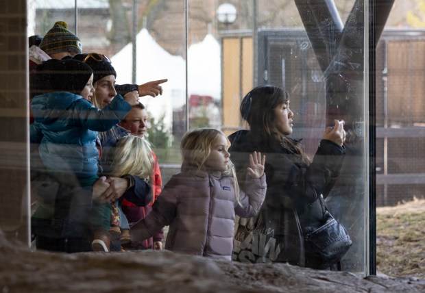 People watch as African lions eat their meal on Dec. 18, 2024, at Lincoln Park Zoo. (Brian Cassella/Chicago Tribune)