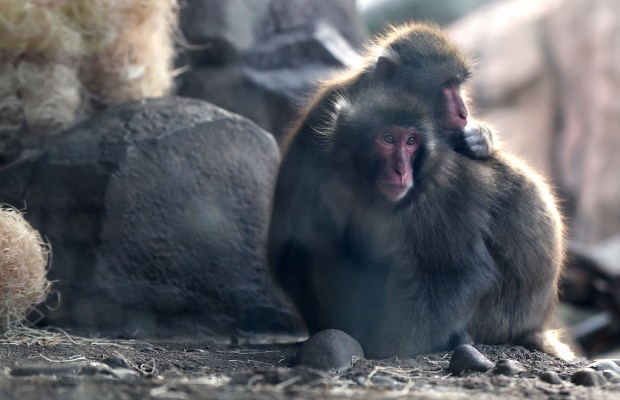 A pair of Japanese macaques cuddle together at Lincoln Park Zoo on Dec. 13, 2024. Animals such as the macaques and lions use heated rocks to stay warm during the winter months. (Chris Sweda/Chicago Tribune)