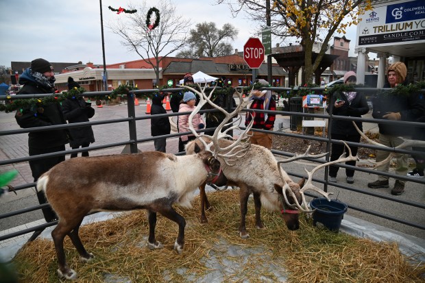 Two of Santa's reindeer made an early celebrity appearance at the Festival of Lights and Holiday Market on Nov. 29, 2024 in downtown Grayslake. (Karie Angell Luc/Lake County News-Sun)