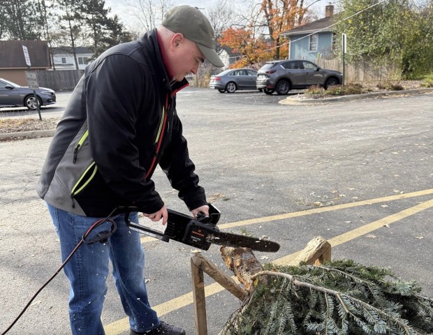 Scott McMillin saws a fresh cut at the bottom of a Christmas tree at the Lions Club Christmas tree sale so the tree can soak up more water and remain fresher for a longer period. (Karen Deane)