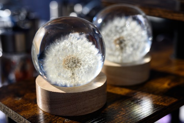 Dandelions encased in lucite stand on display at the Lake Brothers Wish Company booth at the Chesterton Holiday Market on Saturday, Dec. 7, 2024. (Kyle Telechan/for the Post-Tribune)