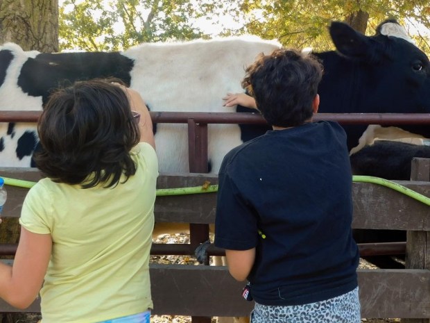 Children pet CiCi the cow at a community event on HHH Ranch in Manhattan. (HHH Ranch)