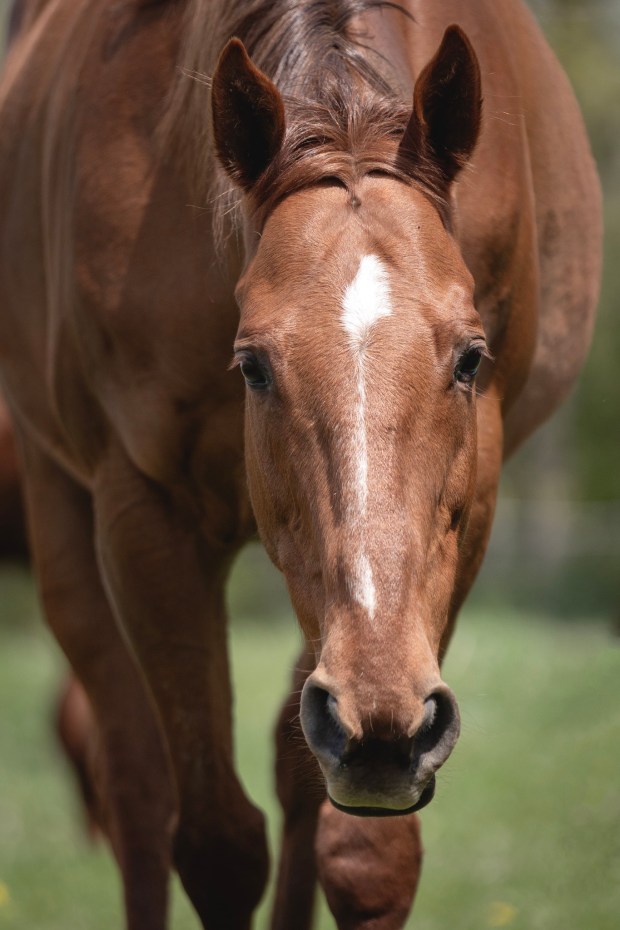 Tony the horse was rescued by HHH Ranch after his prior owner was unable to afford medical treatment. Tony is Secretariat's grandson, said Christine Doran, HHH Ranch founder and president. (HHH Ranch)