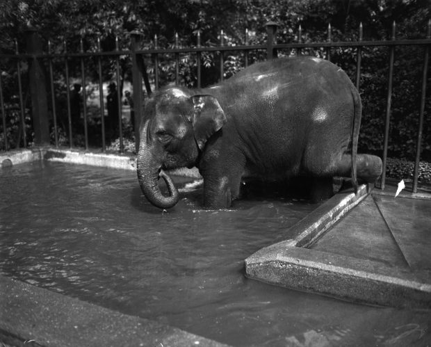 The elephant Deed-a-Day goes into the water at Lincoln Park Zoo, circa 1929. (Chicago Herald and Examiner)