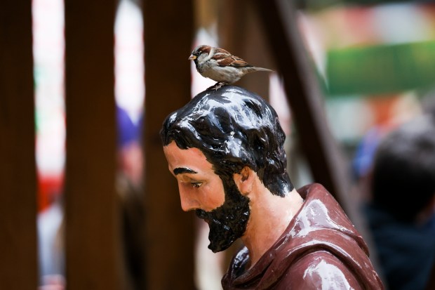 A bird perches on a St. Joseph statue which is part of the Nativity scene in Daley Plaza in the Loop on Dec. 16, 2024. (Eileen T. Meslar/Chicago Tribune)