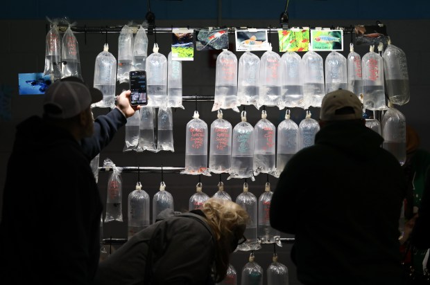 Fest goers check out a vendor display during Fins and Feathers Fest at Lions Recreation Center in Mount Prospect on Dec. 15, 2024. (Talia Sprague/for the Chicago Tribune)