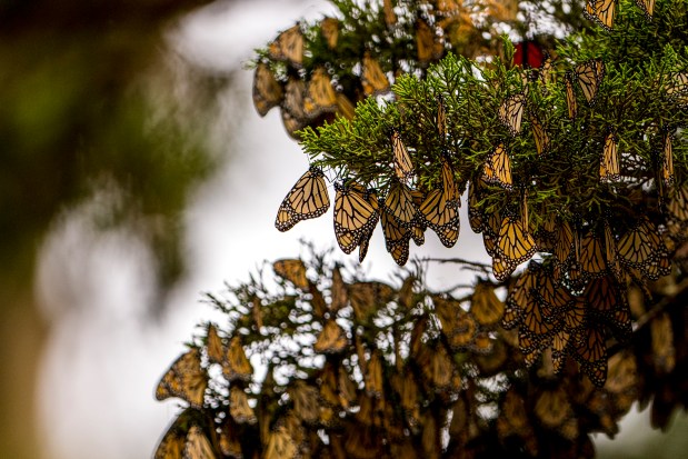 Monarchs butterflies at Lighthouse Field State Beach in Santa Cruz, California on Dec. 8, 2024. Federal wildlife officials proposed on Tuesday, Dec. 10, 2024, that monarch butterflies receive protection as a threatened species. (Nic Coury/The New York Times)