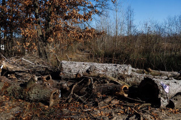 Cut down trees block a patch to a sand dune area located on private property behind local homes and used frequently by ATV's on Dec. 1, 2024, in Hopkins Park. (Armando L. Sanchez/Chicago Tribune)