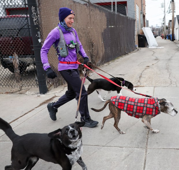 Greta Kauffman runs Sadie, from Kauffman's left, Dexter and Zooey in West Town on Dec. 10, 2024. (Eileen T. Meslar/Chicago Tribune)