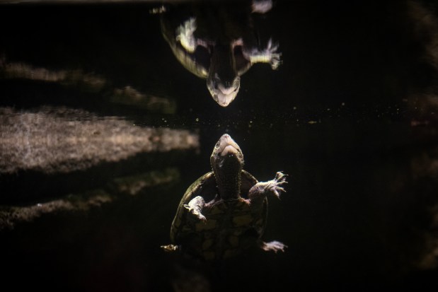 A musk turtle at the Brookfield Zoo on Dec. 23, 2024. Researchers from the Brookfield Zoo and the University of Illinois Wildlife Epidemiology Lab recently documented the first known cases of Emydomyces testavorans, a rare fungal pathogen, in Illinois turtles. (E. Jason Wambsgans/Chicago Tribune)