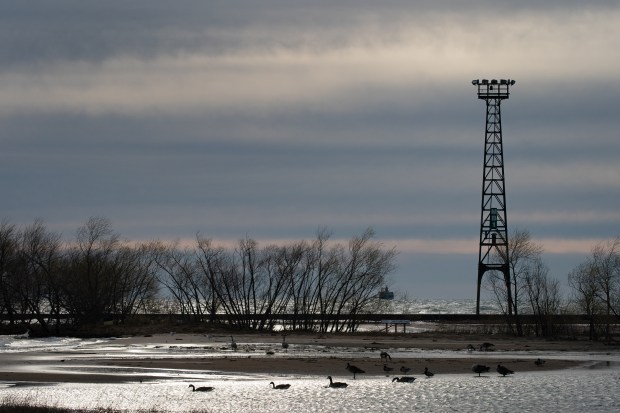 Waterfowl hang out at Montrose Beach in 2020. Recently, some dead waterfowl have been found more in northern Illinois. Officials attributed the bird deaths to HPAI, a highly infectious and deadly strain of bird flu. (E. Jason Wambsgans/Chicago Tribune)