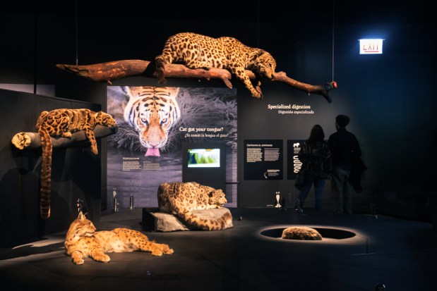 Isabel Campbell, left, of Aurora, and John Nook, of Washington D.C. explore the new Field Museum exhibition "Cats: Predators to Pets" in Chicago on Jan. 15, 2025. (Audrey Richardson/Chicago Tribune)