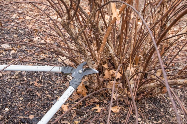 Remove older, thicker stems from a tangled shrub to make room for new growth. One reason to prune shrubs in the winter dormant season is that without leaves, it's easier to see what you're doing. (Jeffrey Ross/The Morton Arboretum)