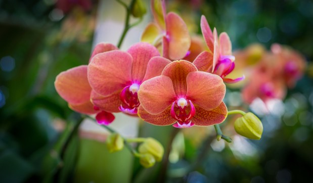 With the proper precautions, you should be able to continue purchasing plants, including moth orchids, all winter long. (RJ Carlson/Chicago Botanic Garden)