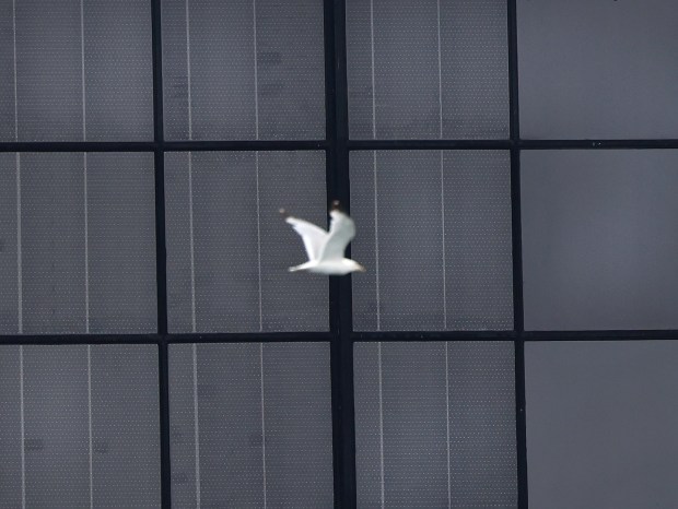 A bird flies past panels on the windows of the McCormick Place on July 9, 2024. (Antonio Perez/Chicago Tribune)