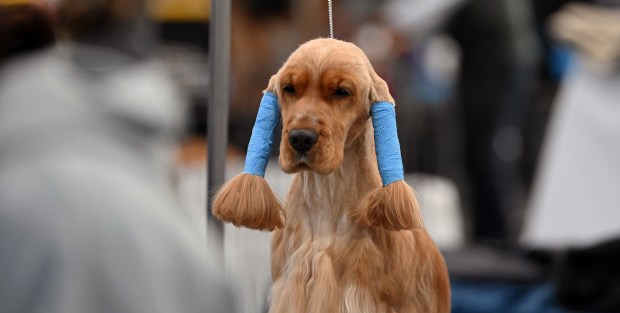 Chiara, 3, a female English cocker spaniel from Verona, Wisconsin, seems content seated on her grooming table with wraps like pigtails. The wraps will be removed and disposed of before entering the judging ring on Jan. 23, 2025 at the Cool Cluster Dog Show at Lake County Fairgrounds and Event Center in Grayslake. (Karie Angell Luc/Lake County News-Sun)