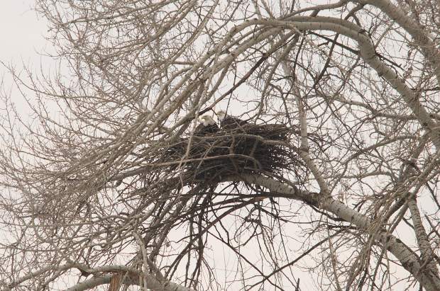 A bald eagle prepares a nest in Shorewood in 2021. (Joel Craig)