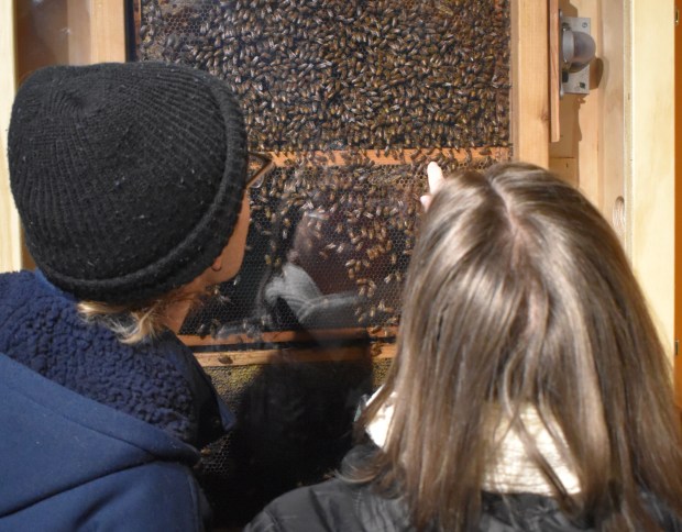 River Forest residents Connor and Karen Faust try to find the queen in a hive of bees rescued from a Naperville home that have become part of a new exhibit at Brookfield Zoo Chicago. (Steve Metsch/Pioneer Press)