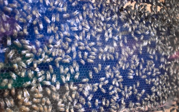 Thousands of honey bees rescued from Naperville go about their business in the indoor warmth of Brookfield Zoo's Hamill Family Play Zoo on Dec. 23. The bees access the outdoors via a tunnel they use on nicer winter days. (Steve Metsch/Pioneer Press)