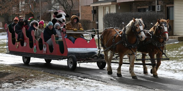 Cow, the Chick-fil-A mascot, takes a ride on a horse drawn sleigh carriage at Winterfest in Vernon Hills at Century Park Arboretum on Jan. 11, 2025. (Karie Angell Luc/Pioneer Press)