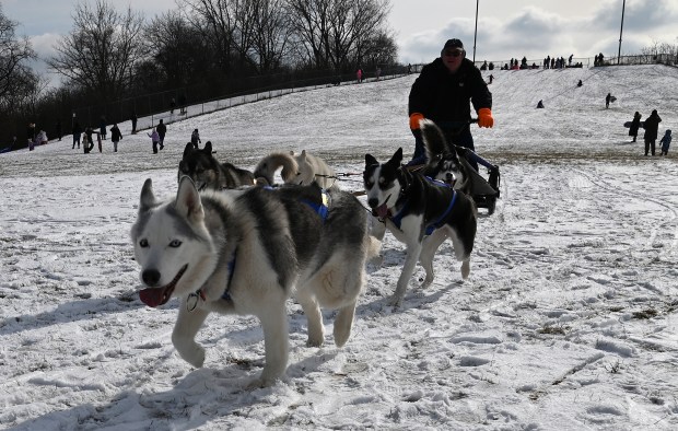 Jason Hussong, owner/dog trainer/musher with Doggie Development Academy of Machesney Park, Illinois, handles the High Flying Huskies dog sled team at Winterfest in Vernon Hills at Century Park Arboretum on Jan. 11, 2025. (Karie Angell Luc/Pioneer Press)