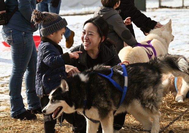 Meeting Pedro, a Siberian Husky with the Doggie Development Academy's (of Machesney Park, Illinois) High Flying Huskies dog sled team are, from left, Zachary Kim, 2, of Vernon Hills with his mother Christy Kim at Winterfest in Vernon Hills at Century Park Arboretum on Jan. 11, 2025. (Karie Angell Luc/Pioneer Press)