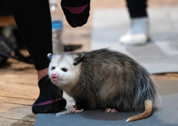 Flapjack, an o'possum from Humane Indiana Wildlife, roams the classroom during a Poses with 'Possums class at the Art Barn near Valparaiso on Friday, Jan. 17, 2025. (Michael Gard/for the Post-Tribune)