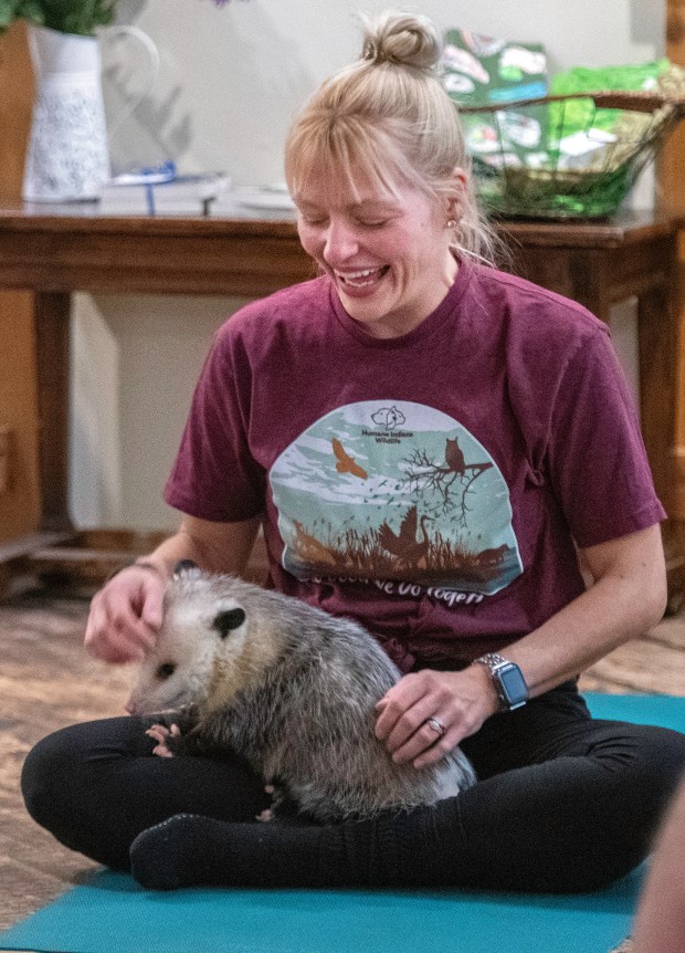 Yoga instructor Mary Marchetti of St. John pets Shadow, an o'possum from Humane Indiana Wildlife, during a Poses with 'Possums class at the Art Barn near Valparaiso on Friday, Jan. 17, 2025. (Michael Gard/for the Post-Tribune)