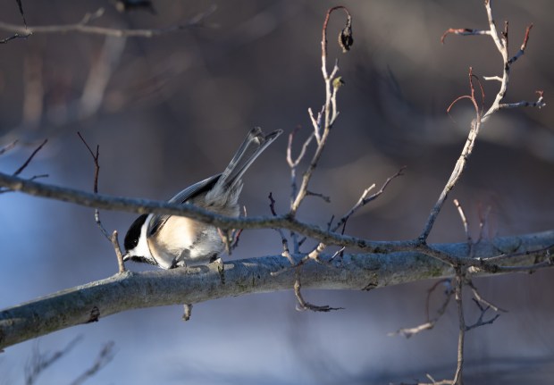 A black-capped chickadee perches at Montrose Point Bird Sanctuary in Chicago on Jan. 24, 2025. (Audrey Richardson/Chicago Tribune)