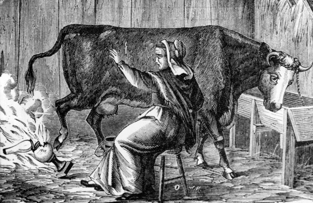 An old engraving depicts the myth that Mrs. Catherine O'Leary's cow started the Great Chicago Fire. Mrs. O'Leary was exonerated in 1997 from being blamed for starting the fire. (Chicago Tribune archive) 