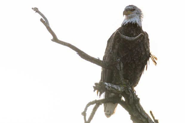 A bald eagle perches on a tree near Diversey Parkway along the North Branch of the Chicago River on Dec. 30, 2024. (Tess Crowley/Chicago Tribune)