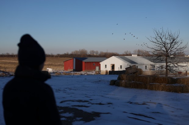 MariKate Thomas, co-owner of Kakadoodle Farm with her husband, looks at thier chicken coops on her farm in Matteson on Jan. 23, 2025. (Eileen T. Meslar/Chicago Tribune)