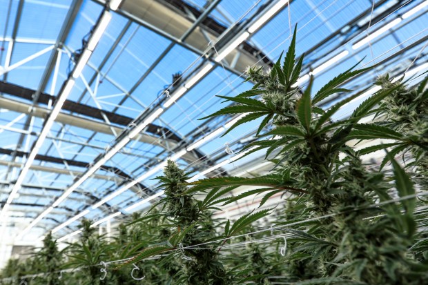 Marijuana grows in a mother plant room at the Verano cultivation warehouse, March 15, 2023, in Albion. (Shanna Madison/Chicago Tribune)