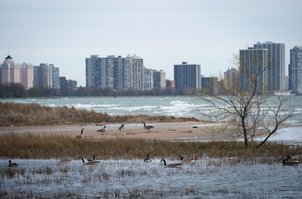 Waterfowl at Montrose Beach on April 26, 2020. The cause of death for some waterfowl found recently in northern Illinois is likely due to a highly infectious and deadly strain of bird flu, officials said. (E. Jason Wambsgans/Chicago Tribune)