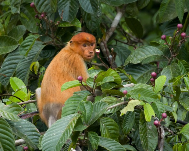 A young male proboscis monkey, before his snout has grown to the length that accounts for its name, is seen in a tree along a tributary of the Kinabatangan River in Deramakot, a forest reserve on the Malaysian side of Borneo. The species is found only on the island of Borneo. (Mihir Zaveri/The New York Times)