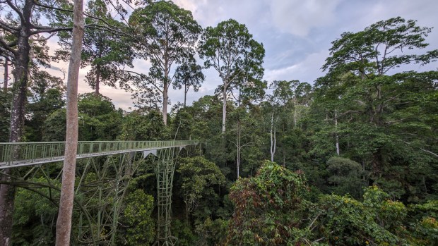 A canopy walkway at the Rainforest Discovery Center, near Sepilok, Malaysia, on the island of Borneo. (Mihir Zaveri/The New York Times)