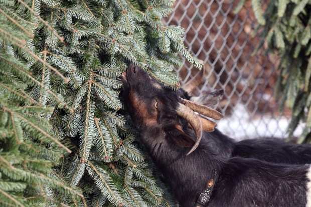 A goat at Urban Growers Collective, a farm at 9001 S. Mackinaw Ave. in Chicago, helps recycle Christmas trees on Jan. 7, 2025. The goats strip the trees bare and their manure is composted. What little is left of the trees is later run through a wood chipper. The trees must be free of ornaments and contaminants like artificial snow sprayed on branches. (Terrence Antonio James/Chicago Tribune)