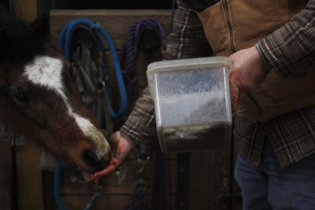 Casey's barn manager Mitchell Bornstein, 54, feeds a horse by hand on Jan. 27, 2025. (Molly Morrow / The Beacon-News)