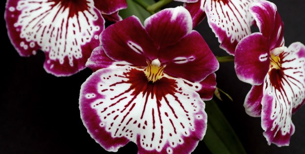 A Miltonia hybrid orchid blooms at the Orchid Show at the Regenstein Center of the Chicago Botanic Garden on Feb. 12, 2019, in Glencoe. (John J. Kim/Chicago Tribune)