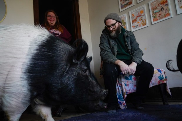 April Noga and her husband, Tyler Tassone, run Chicagoland Pig Rescue at their home in the south suburbs, Feb. 7, 2025. The couple owns six rescued pigs that live in the house with them, often sleeping in their bed. "My favorite thing in the world is cuddling with a pig," Noga said. (Audrey Richardson/Chicago Tribune)