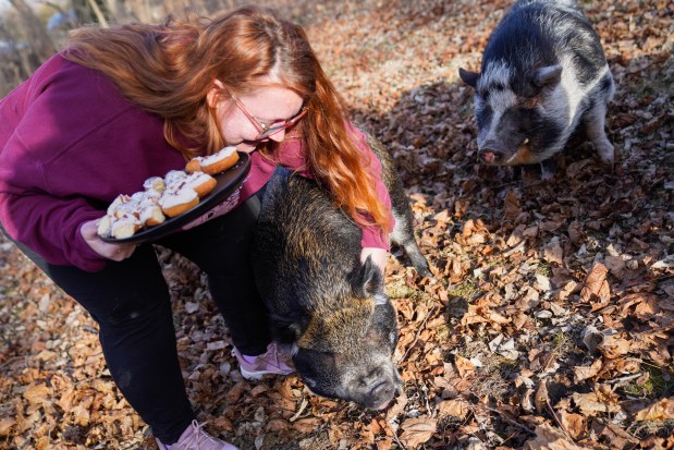 April Noga, founder of Chicagoland Pig Rescue, pets Ramona at her home in the south suburbs on Feb. 7, 2025. (Audrey Richardson/Chicago Tribune)