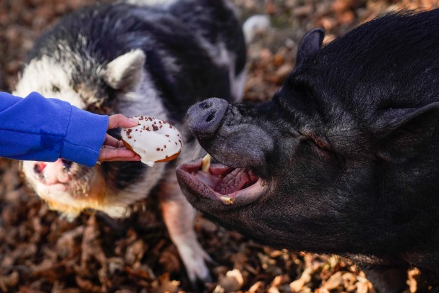 Fayhaa Doja, a volunteer for Chicagoland Pig Rescue, feeds Finn a donut as she records him for the rescue's social media April Noga's home in the south suburbs on Feb. 7, 2025. (Audrey Richardson/Chicago Tribune)