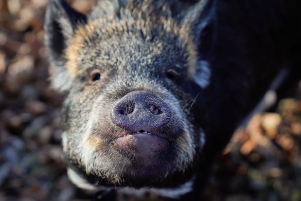 Ramona, one of April Noga's rescued pigs, looks for food at her home on Feb. 7, 2025. Romana is one of six rescues that lives with Noga and her husband in the south suburbs. (Audrey Richardson/Chicago Tribune)